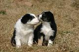 BERGER AUSTRALIEN PUPPIES 892